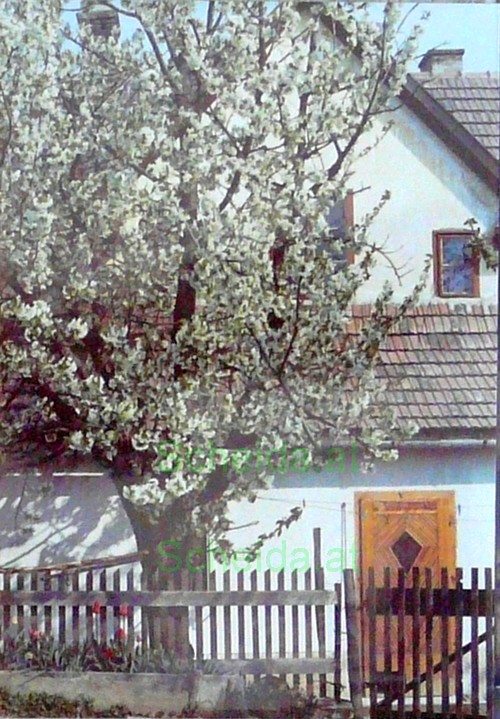 Kirschbaum im Vorgarten