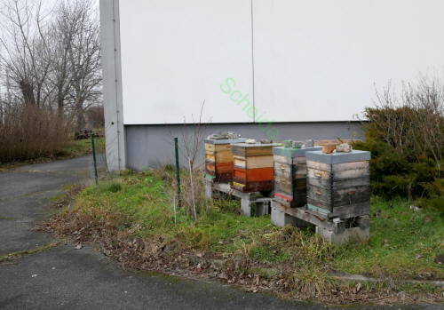 Es summen nur mehr die Bienen und keine L�ftungsventilatoren mehr